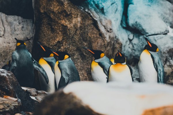 Comment organiser une expédition pour voir les manchots empereurs en Antarctique ?