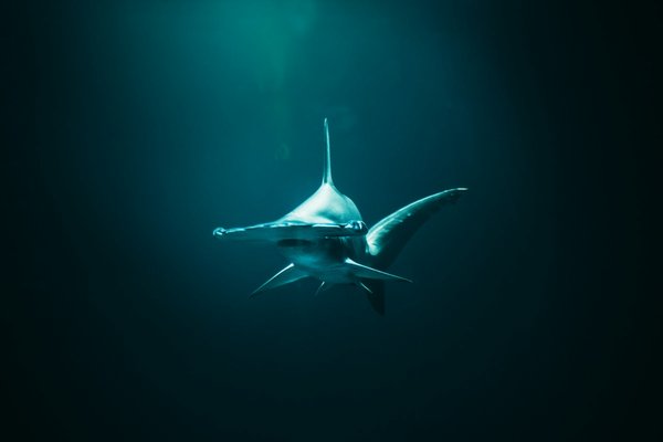 Quels sont les meilleurs spots pour la plongée avec les requins-marteaux aux Galápagos?