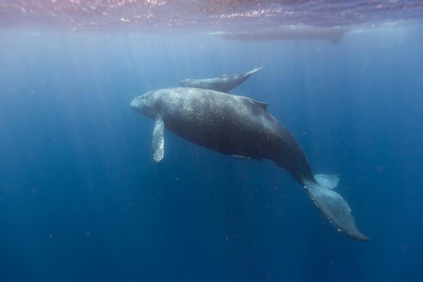 Où faire une excursion en bateau pour voir les baleines à bosse à Hawaï?
